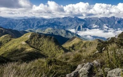 Mercado Livre lança programa de Proteção Ambiental
